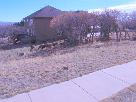 Deer,  Blvd, North Colorado Springs.